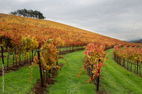 Ribbons of Vineyard Gold