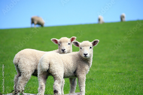 Lambs in field above Malmsmead in Exmoor