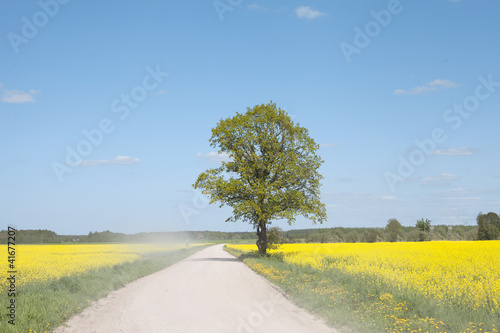 Road in the canola field.