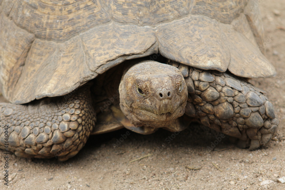 turtle into protected area in corse island