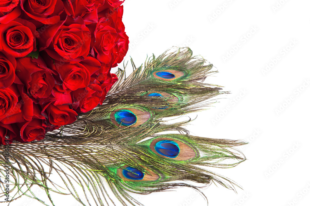 Obraz premium Roses and peacock feathers