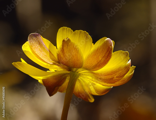 Obraz na płótnie Spring flower adonis Amur