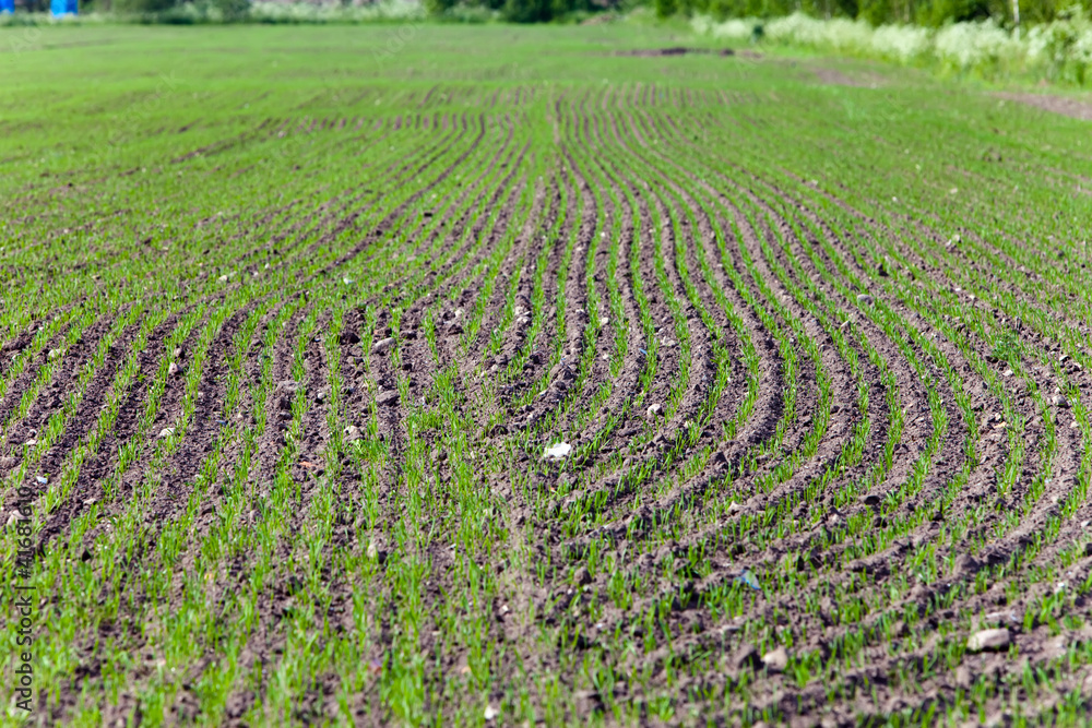 Equal rows of fresh shoots in the field.small depth of focus.