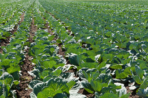 young heads of cabbage in the field