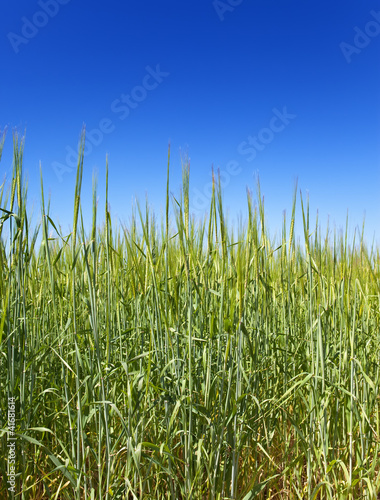 Ears of wheat on sky background