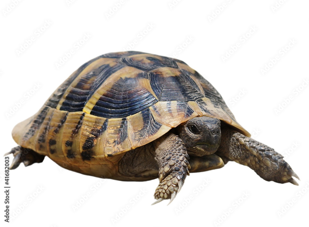 Obraz premium turtle isolated on white background, testudo hermanni
