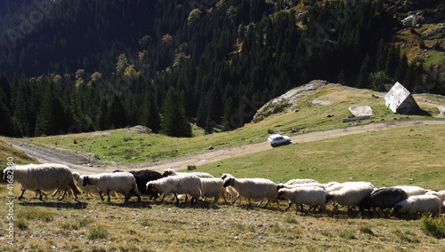 Flock of sheep in the mountains of Vranica