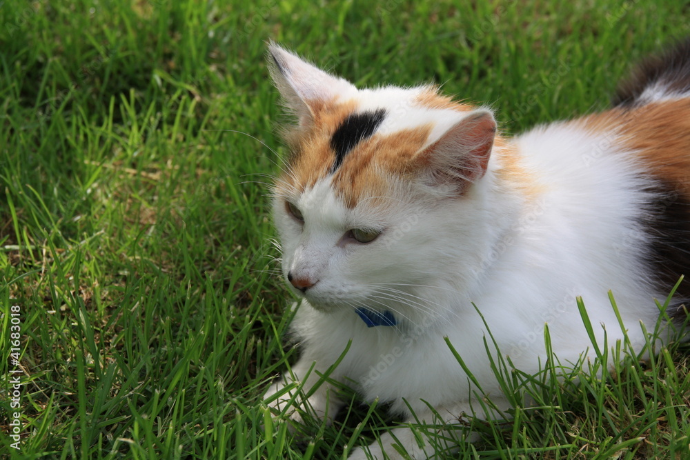 Chat, félin, portrait, le plus beau pose dans l'herbe