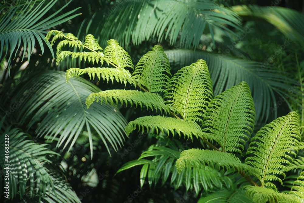 Fern and wollemia