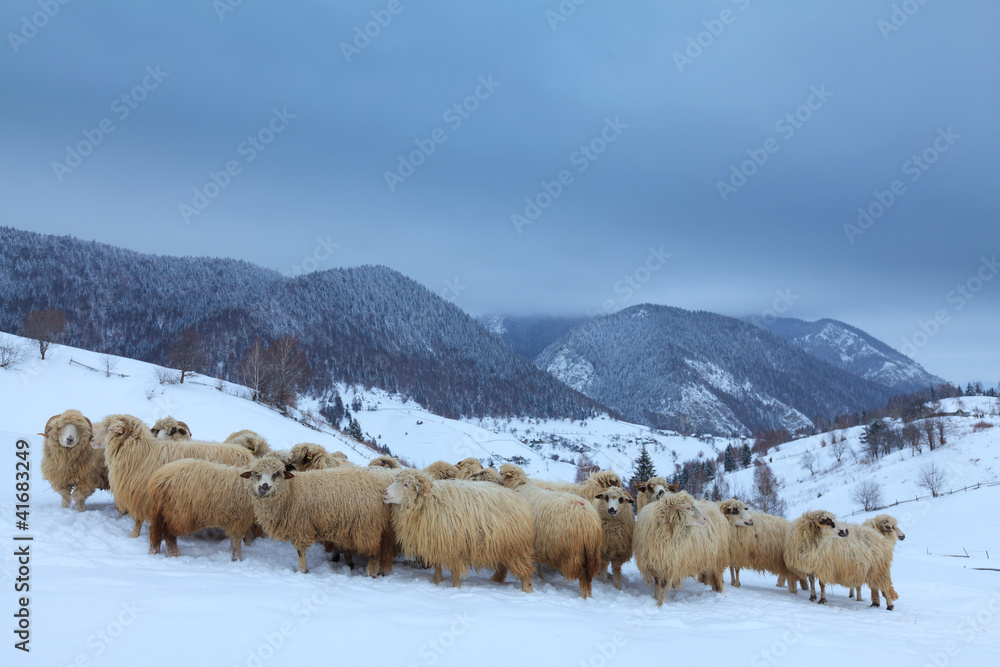Naklejka premium Sheep in the mountains in winter