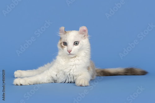 Fototapeta Naklejka Na Ścianę i Meble -  Katzen-American-Curl 0157