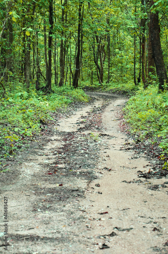 Obraz premium non-asphalt road in forest