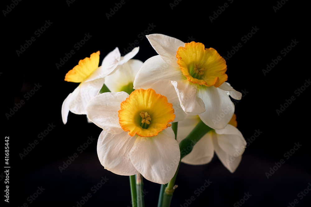 Obraz premium white narcissuses