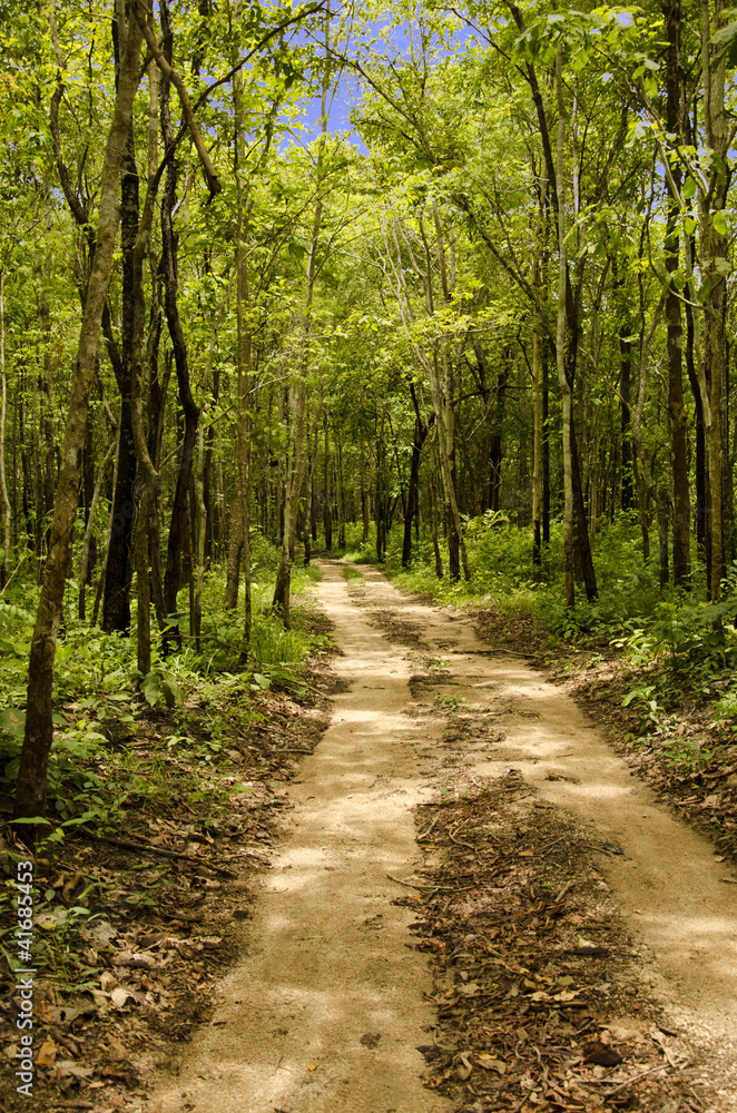 soil road into forest and blue sky soil road into forest and blue sky