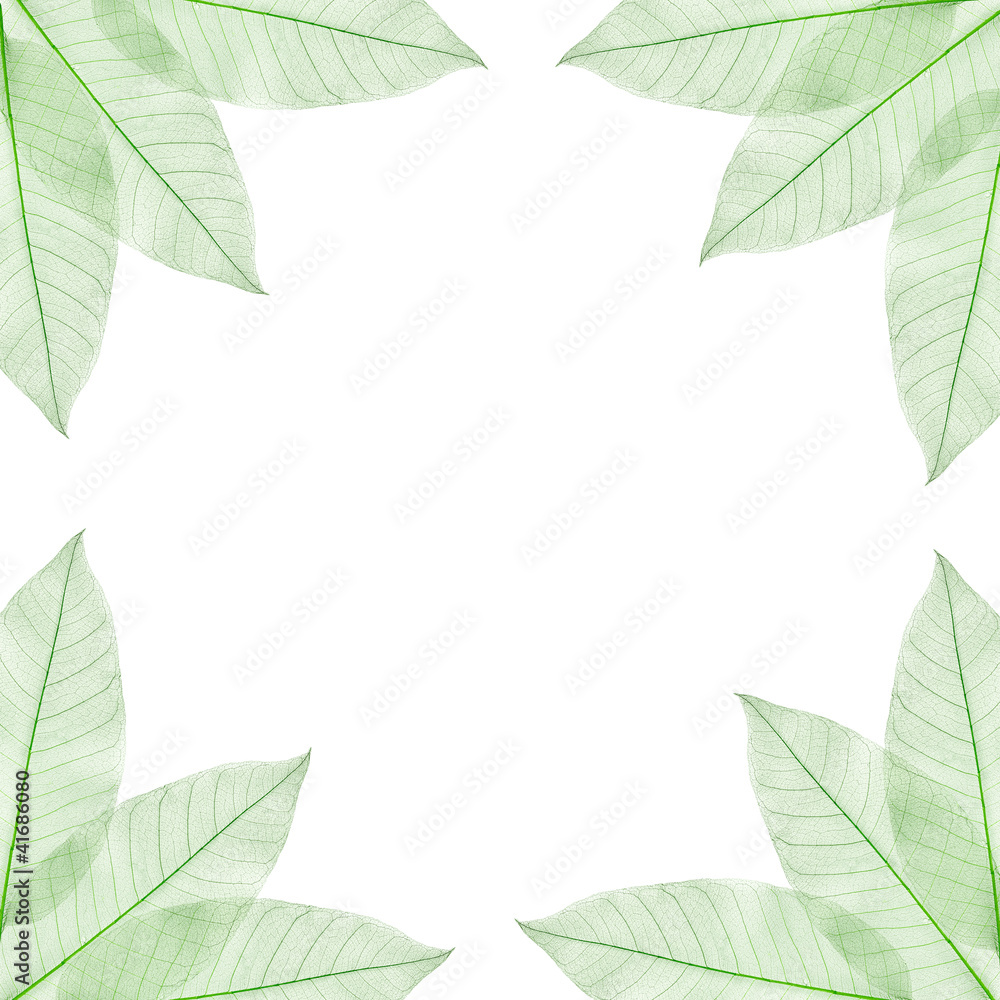 Fototapeta premium floral green leaves frame