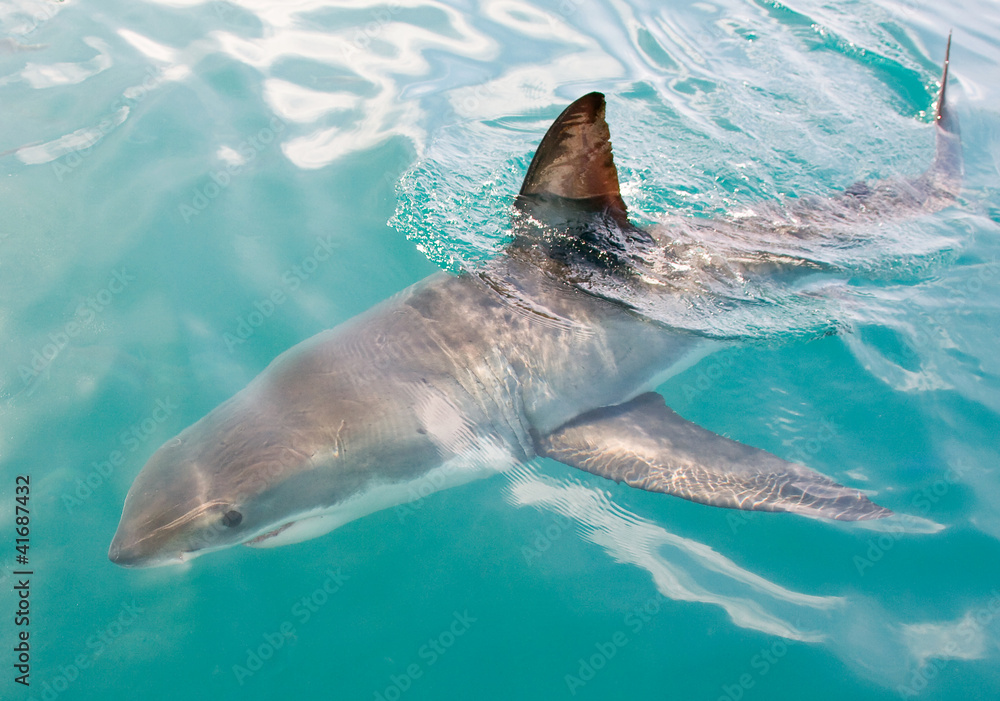 Obraz premium White Shark