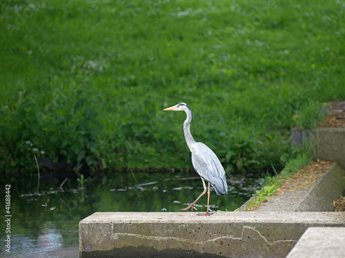 Grey heron looking for food in a canal