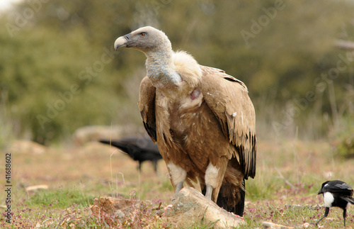 El buitre leonado