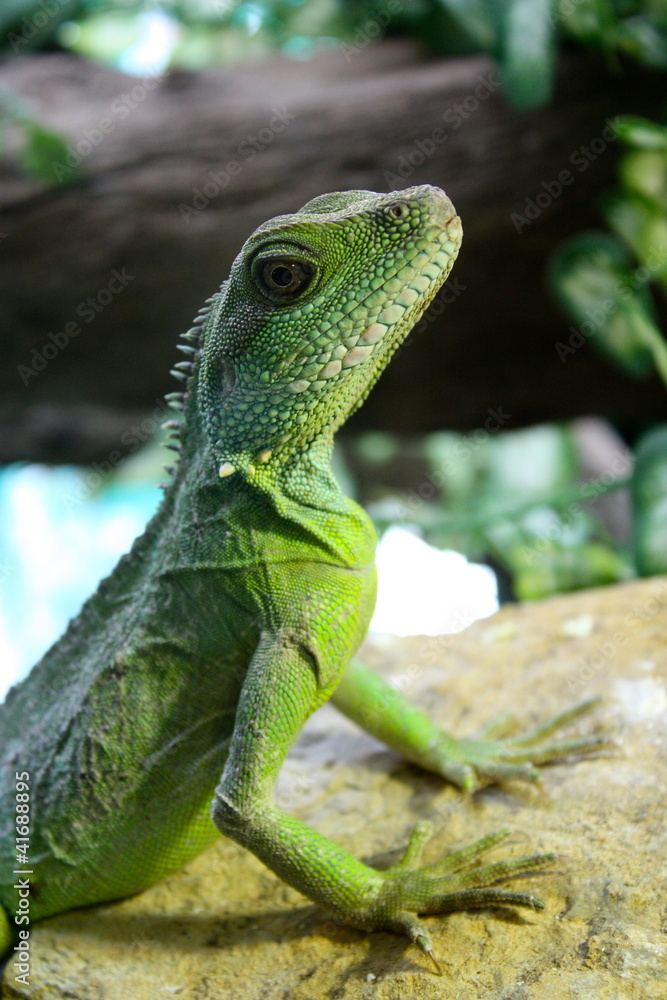Lézard vert Lézard vert