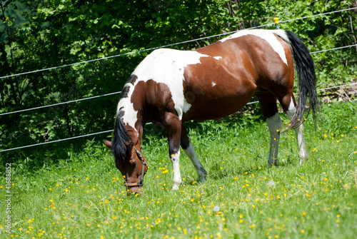 Paint Horse auf der Koppel beim fressen