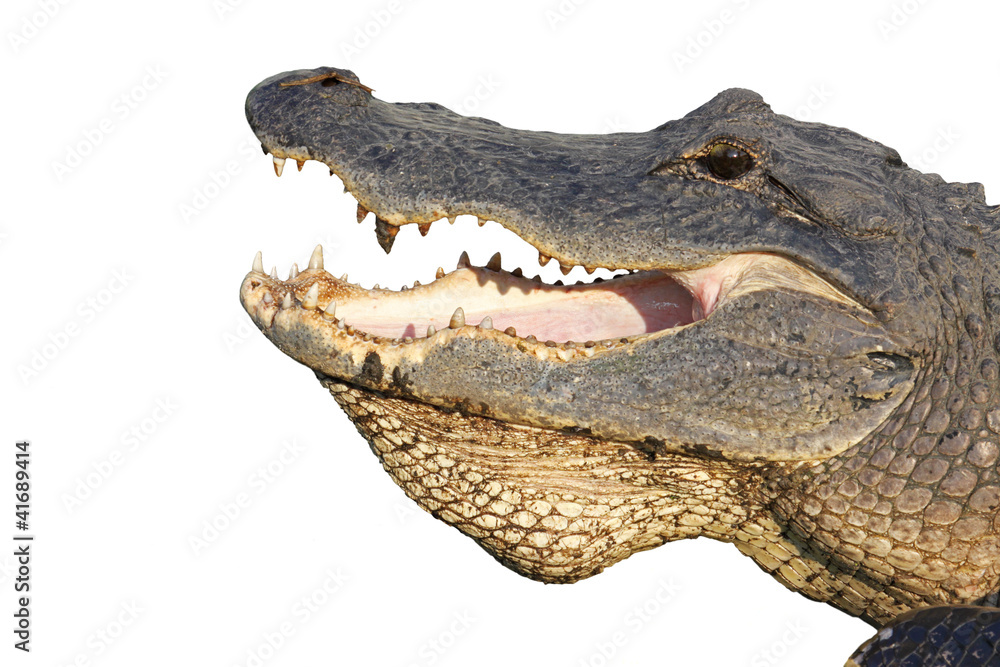Obraz premium Head of an American alligator isolated on white