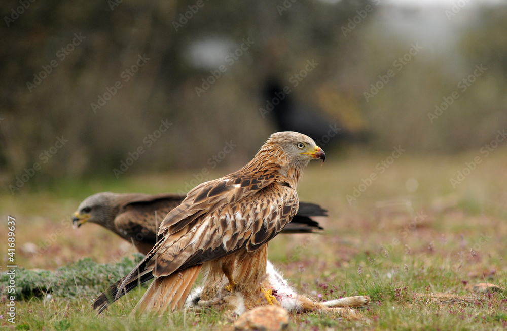 Milano real con una presa