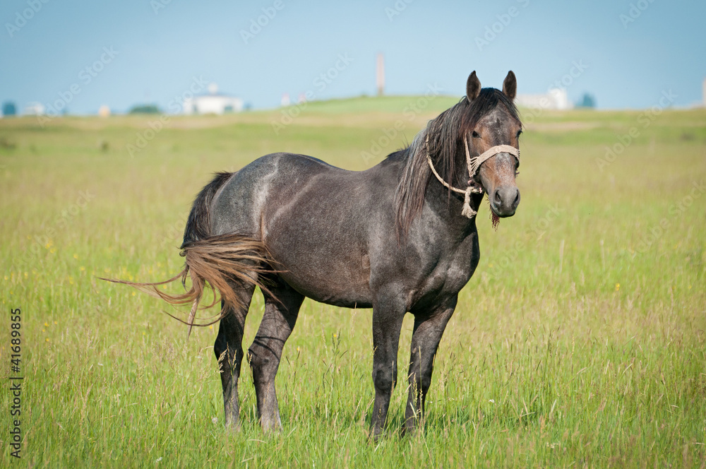 beautiful black horse on the field beautiful black horse on the field