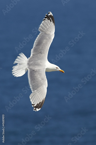 Tableau sur toile European Herring Gull (Larus argentatus)