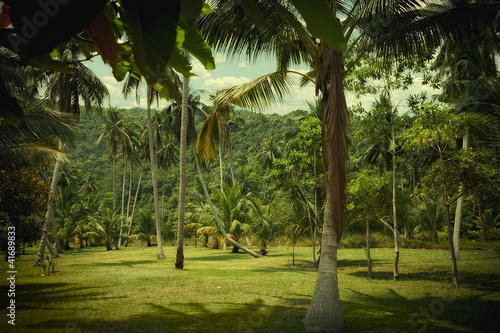 jungle