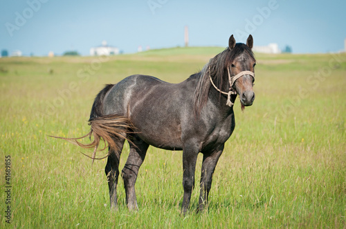 beautiful black horse on the field