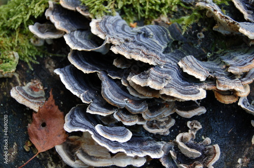 Fungus growing on a mossy tree stump