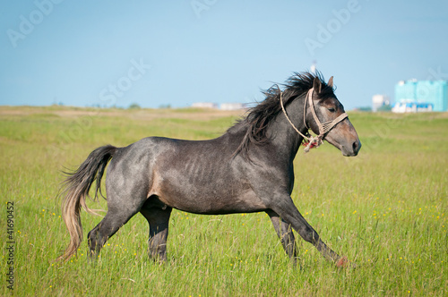 beautiful black horse  on the field
