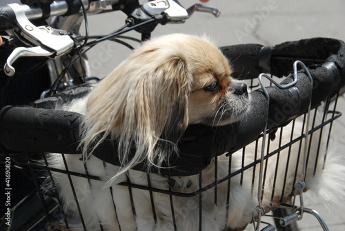 Fotografija Spaniel takes a ride