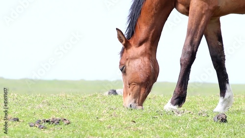 Close-up of a grazing brown horse