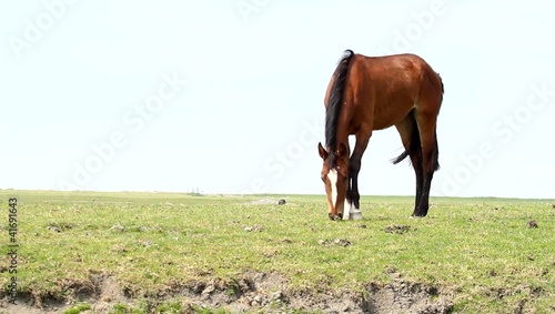 Brown horse grazing