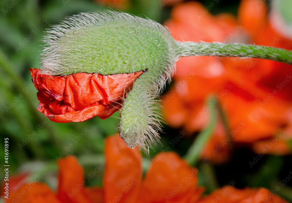 Obraz premium Mohnblume öffnet sich, Beet