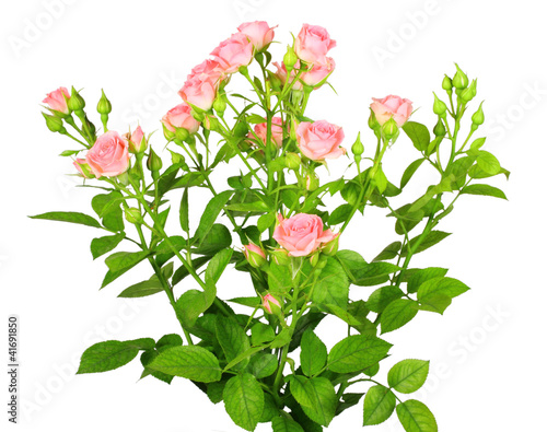 Bouquet of pink roses with green leafes