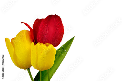 tulipany