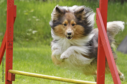 Agility-Sheltie
