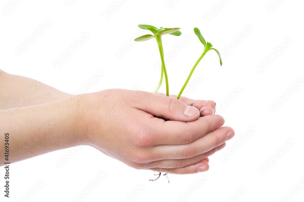 Sprouts in child's hands