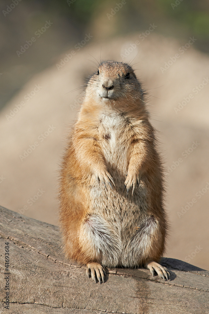 Black-tailed prairie dog (Cynomys ludovicianus) Black-tailed prairie dog (Cynomys ludovicianus)