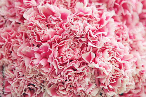 White-pink  carnations background