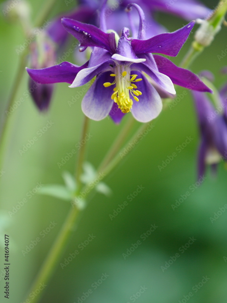 Akelei / Columbine / Aquilegia spec. Akelei / Columbine / Aquilegia spec.