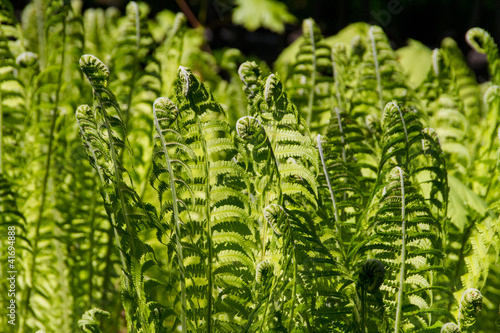 young fern leaf. nature background