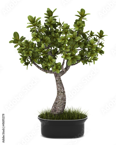 bonsai plant in pot isolated on white background