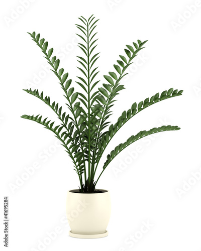 Obraz na plátně decorative plant in pot isolated on white background