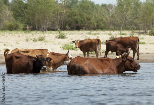 Cows at a riverbank © Nadezhda Bolotina