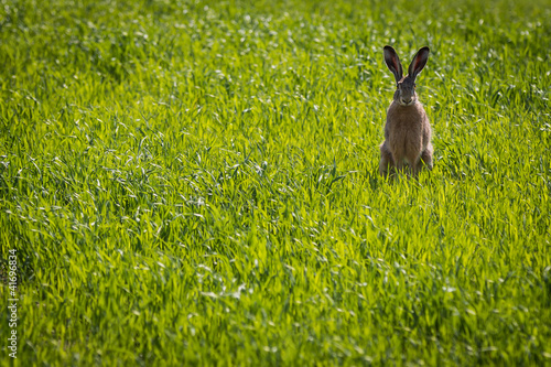 Rabbit sitting in the meadow © shaiith