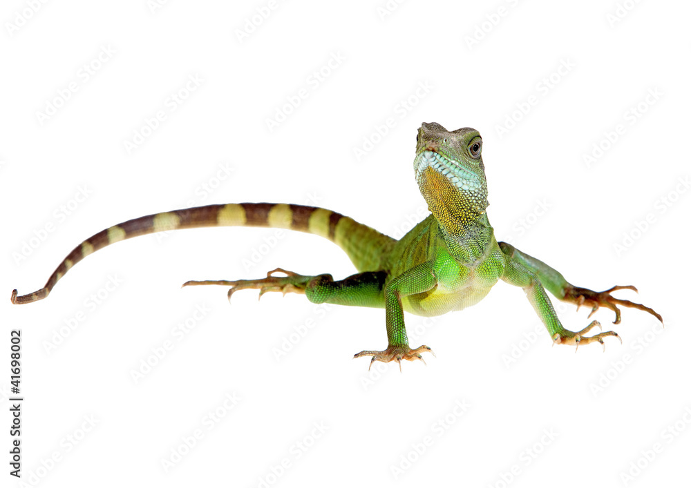 Naklejka premium wodny smok