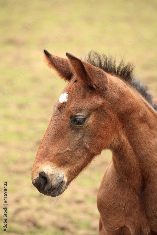 young foal has his first steps in the meadow